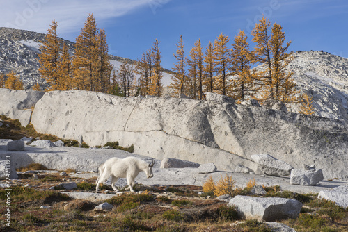 Samotna koza górska wędruje jesienią przez Zaklęcia