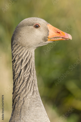 Portrait of a Greylag Goose