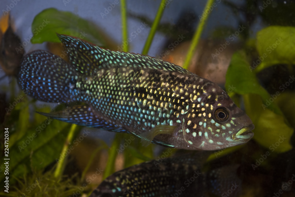 Jack Dempsey (Rocio octofasciata) cichlid fish in the aquarium Jack Dempsey (Rocio octofasciata) cichlid fish in the aquarium