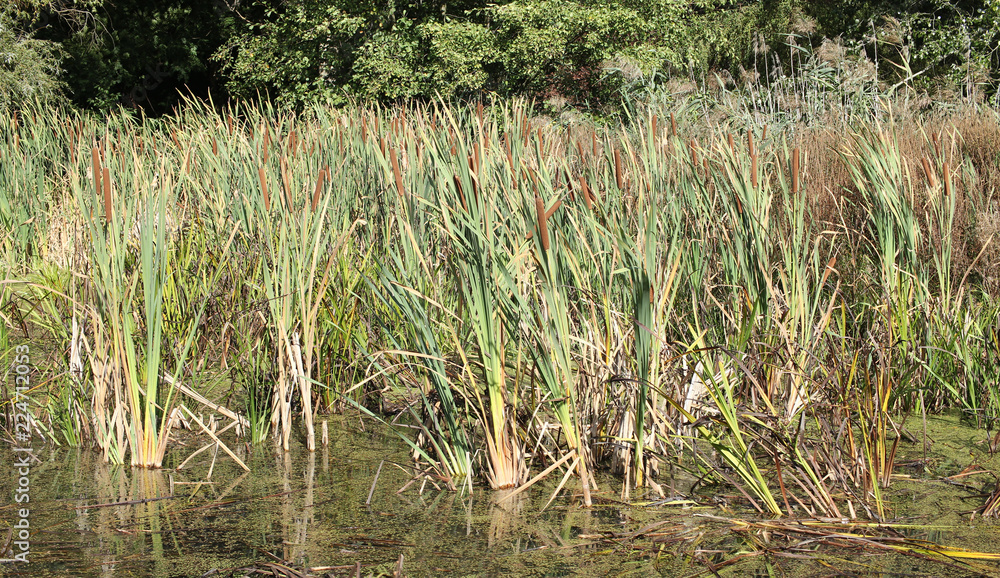 small pond with reed. 