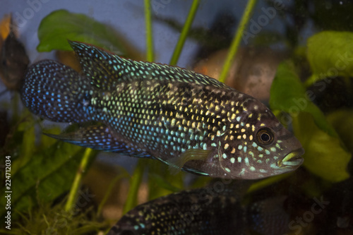 Jack Dempsey (Rocio octofasciata) cichlid fish in the aquarium