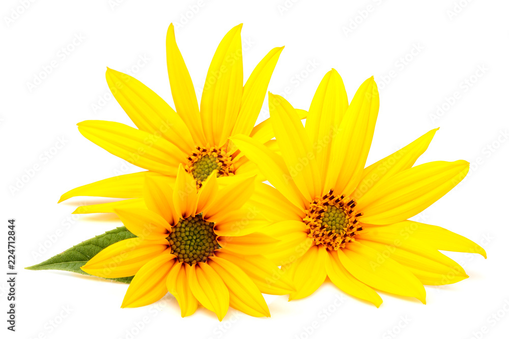 Obraz premium Flower jerusalem artichoke isolated closeup.
