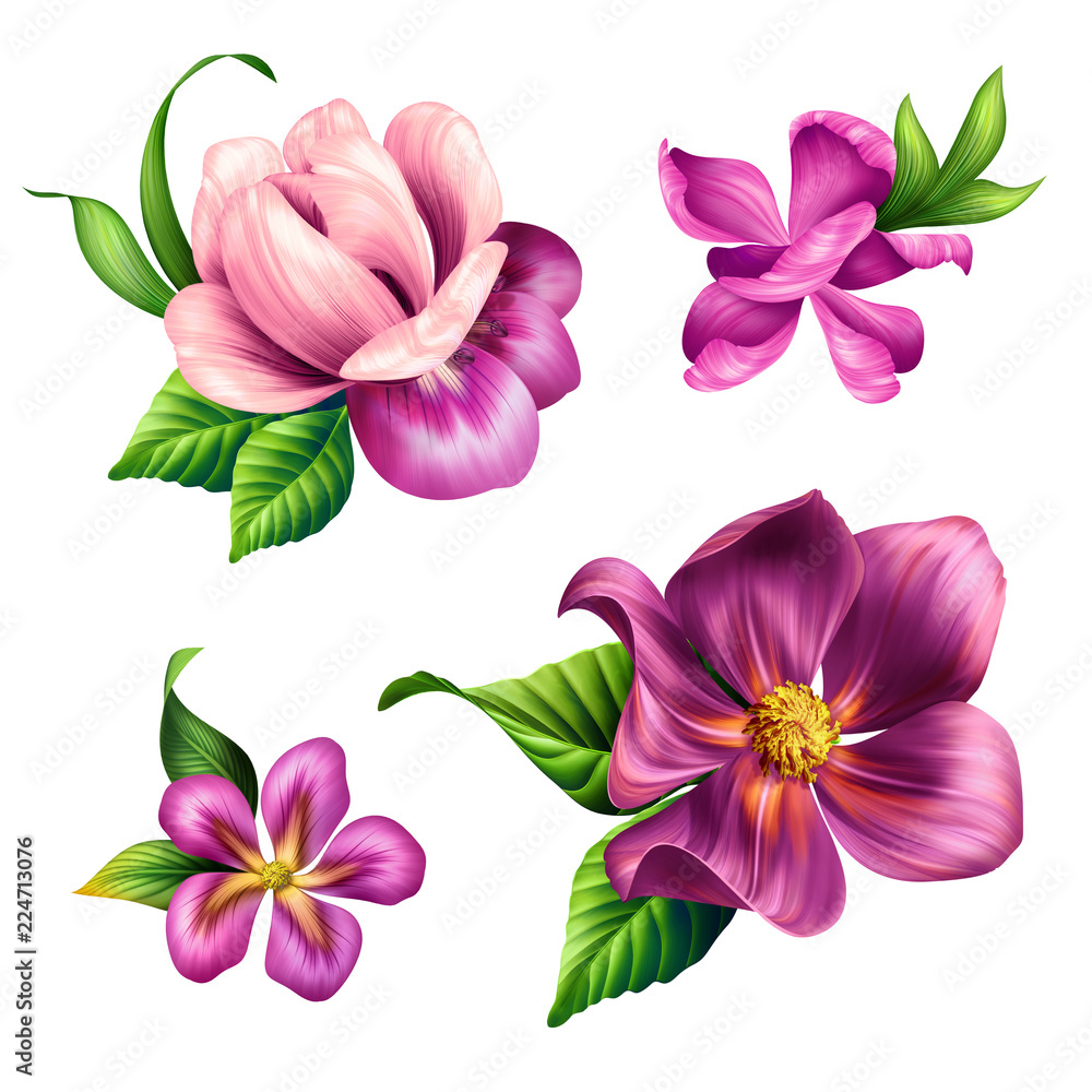 Fototapeta premium botanical illustration, beautiful tropical nature, pink flowers clip art, design elements set, isolated on white background