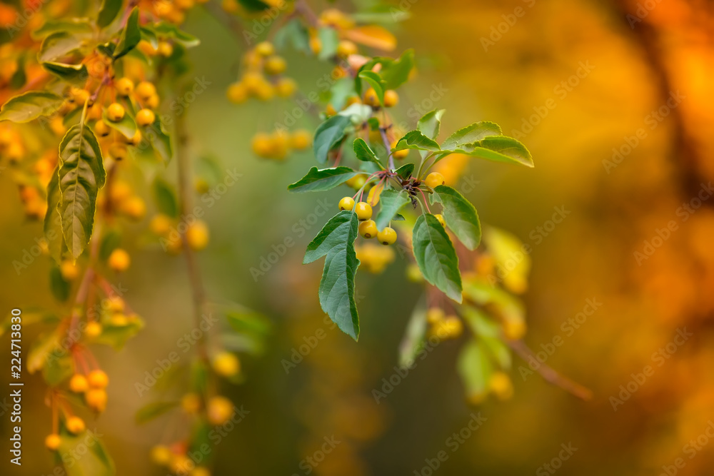 Obraz premium yellow wild berries of sea-buckthorn