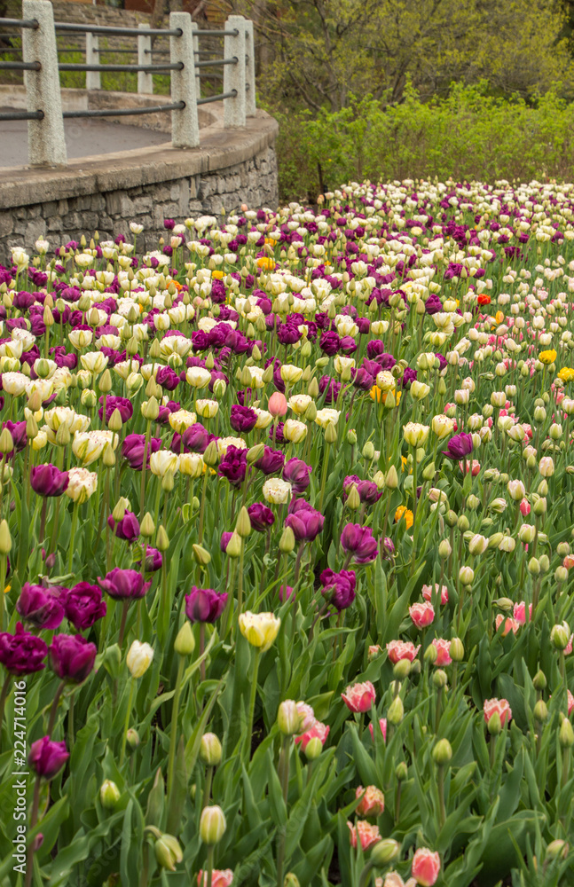 Lots of colorful tulip flowers natural spring background Lots of colorful tulip flowers natural spring background