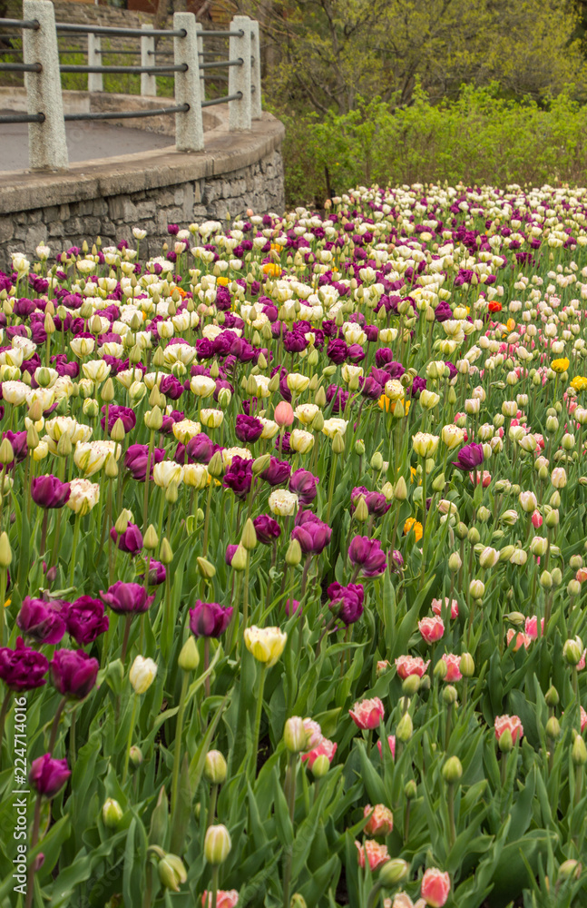 Lots of colorful tulip flowers natural spring background