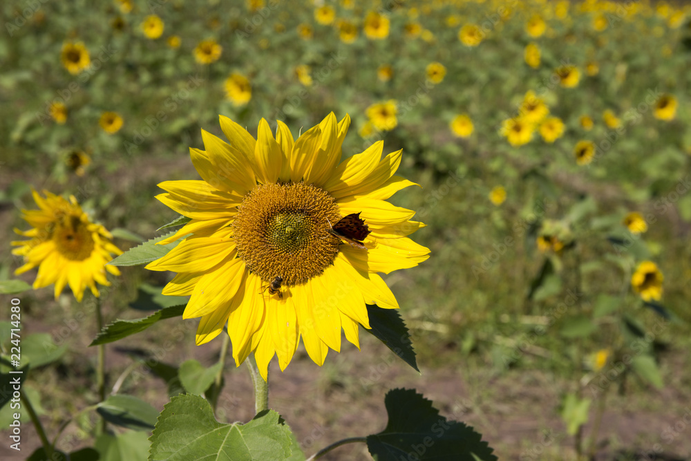 Fototapeta premium Butterfly and Bee on Sunflower in Field