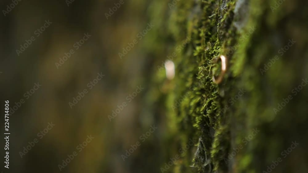 Golden wedding rings hanging on branch on the green background Golden wedding rings hanging on branch on the green background