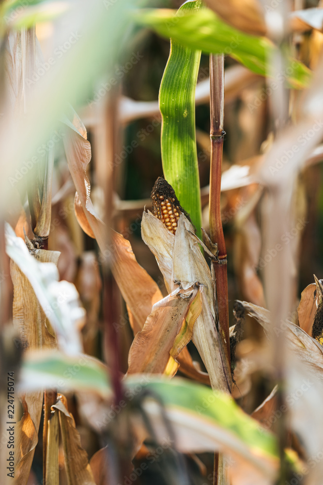 selective focus of one corn cob in autumnal withering field selective focus of one corn cob in autumnal withering field