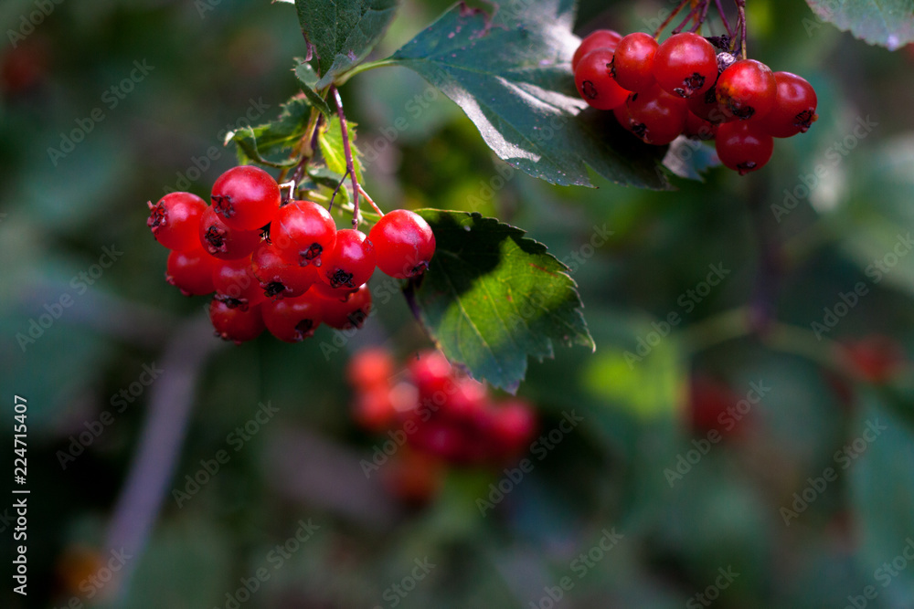 Obraz premium Red hawthorn in autumn.