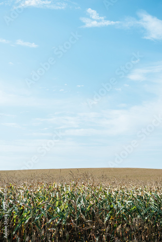 autumnal field with corn and blue sky at countryside