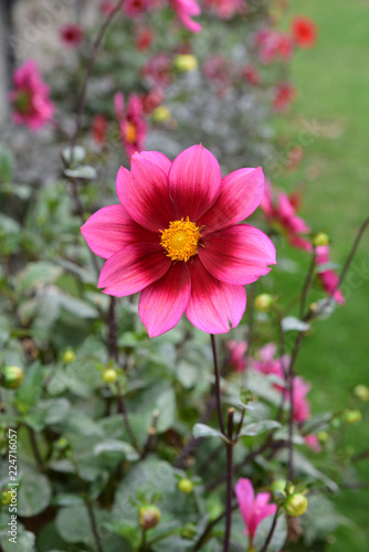 Fototapeta Naklejka Na Ścianę i Meble -  Dahlia rouge et rose