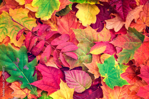  Beautiful Autumn background with colorful leaves. Flat lay, top view, copy space.