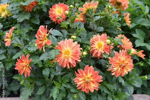 Fototapeta Naklejka Na Ścianę i Meble -  Dahlia rouge et jaune