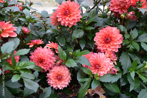 Fototapeta Naklejka Na Ścianę i Meble -  Dahlia rose