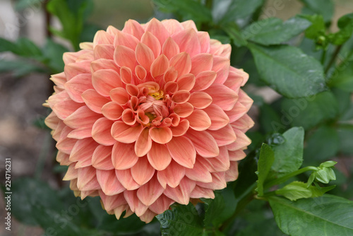 Fototapeta Naklejka Na Ścianę i Meble -  Dahlia rose