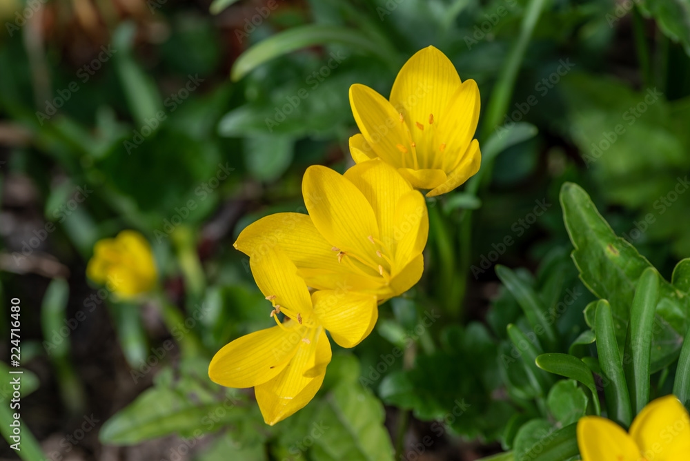 Sternbergia lutea in the garden. Note.Selective focus Sternbergia lutea in the garden. Note.Selective focus