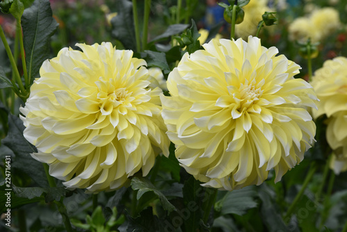 Fototapeta Naklejka Na Ścianę i Meble -  Dahlia jaune