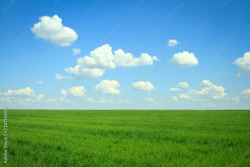 field with green grass and clouds on blue sky