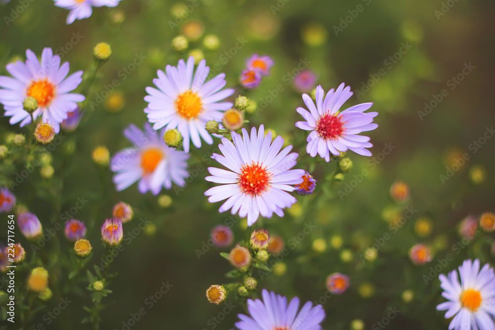 Obraz premium autumn or summer small flowers. Asters. floral background.