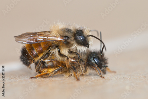 Red mason bees (Osmia bicornis) mating, the smaller male solitary bee sits on top.
