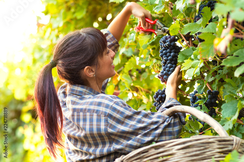 Fototapeta Happy smiling young woman picking bunches of grapes
