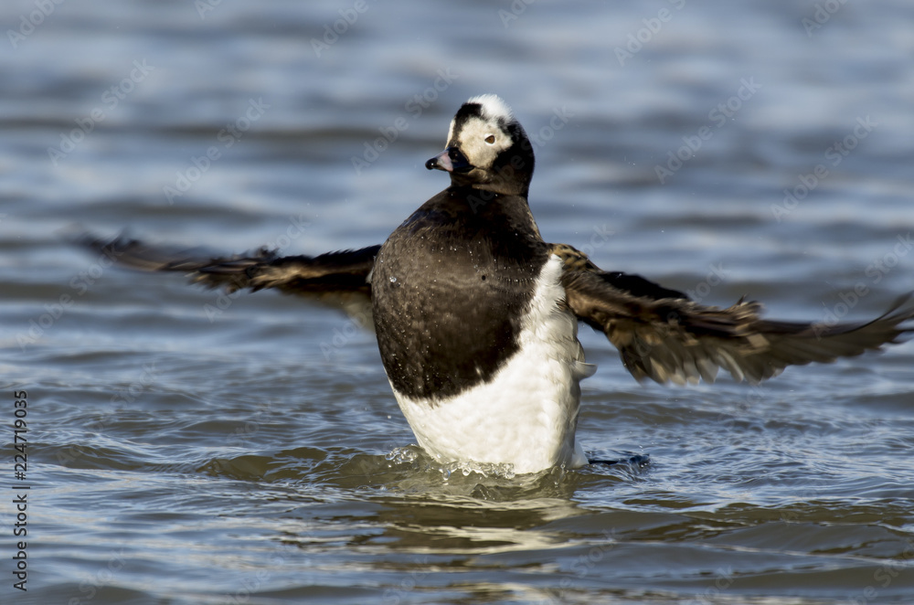 Fototapeta premium Harelde boréale, Harelde de Miquelon,.Clangula hyemalis, Long tailed Duck