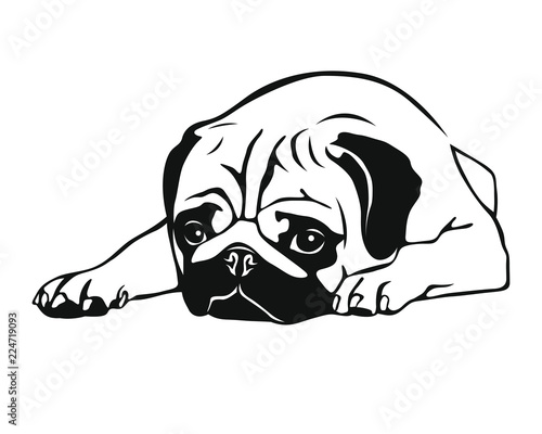 Sleeping Pug - Mops