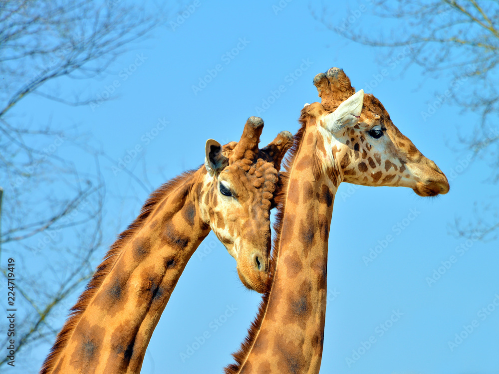 Naklejka premium coppia di giraffe in primo piano