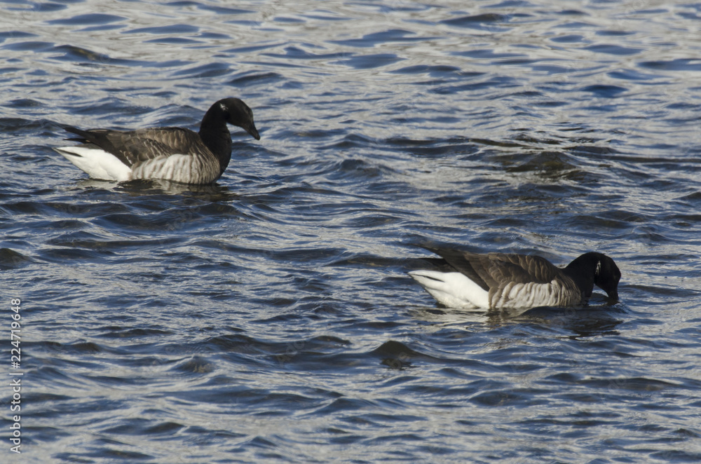 Bernache nonnette, .Branta leucopsis, Barnacle Goose Bernache nonnette, .Branta leucopsis, Barnacle Goose