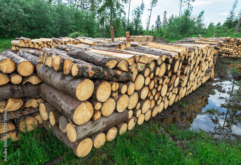 Timber storage. Log storage in the forest.