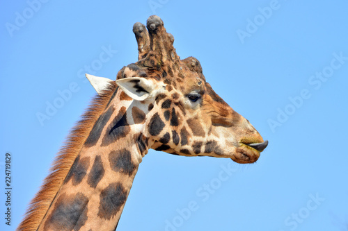 primissimo piano di una giraffa vista frontalmente e di profilo