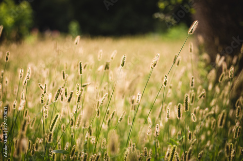 Field of grass lit at golden hour by the sun light. © WhiteShip Design