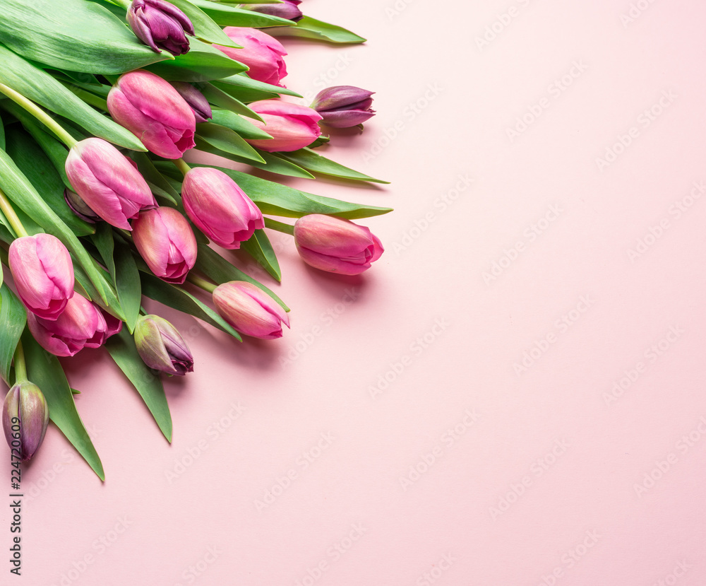 Delicate pink tulips on lightpink background. Delicate pink tulips on lightpink background.