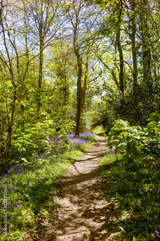 The Bluebell Woods