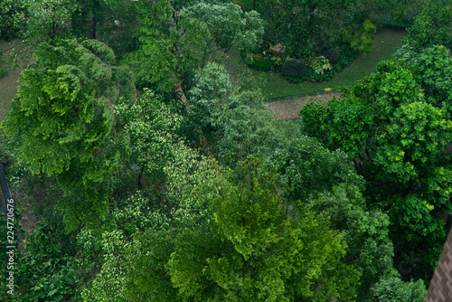 trees being blown in a strong storm