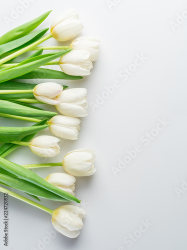 White tender tulips on white background.