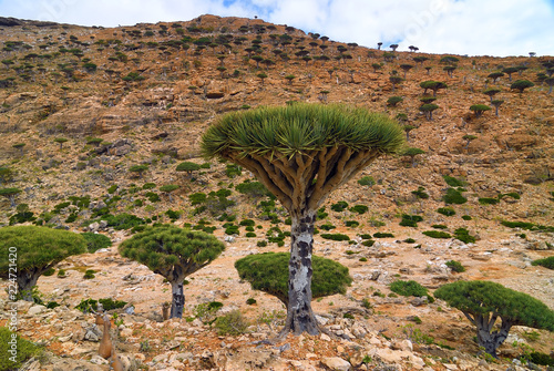 Dragon blood trees, Socotra, Yemen photo