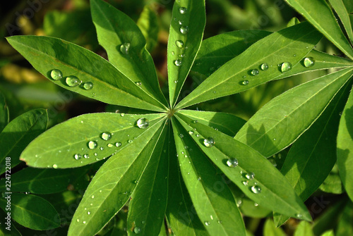 green leaf with water drops