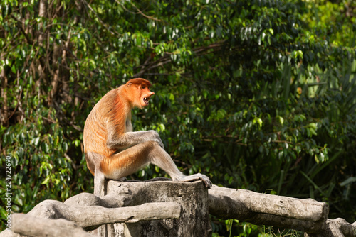 Fototapeta Naklejka Na Ścianę i Meble -  Proboscis Monkey, Nasalis Larvatus or long-nosed monkey, is a reddish-brown arboreal Old World monkey that is endemic to the southeast island of Borneo