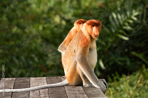 Proboscis Monkey, Nasalis Larvatus or long-nosed monkey, is a reddish-brown arboreal Old World monkey that is endemic to the southeast island of Borneo photo