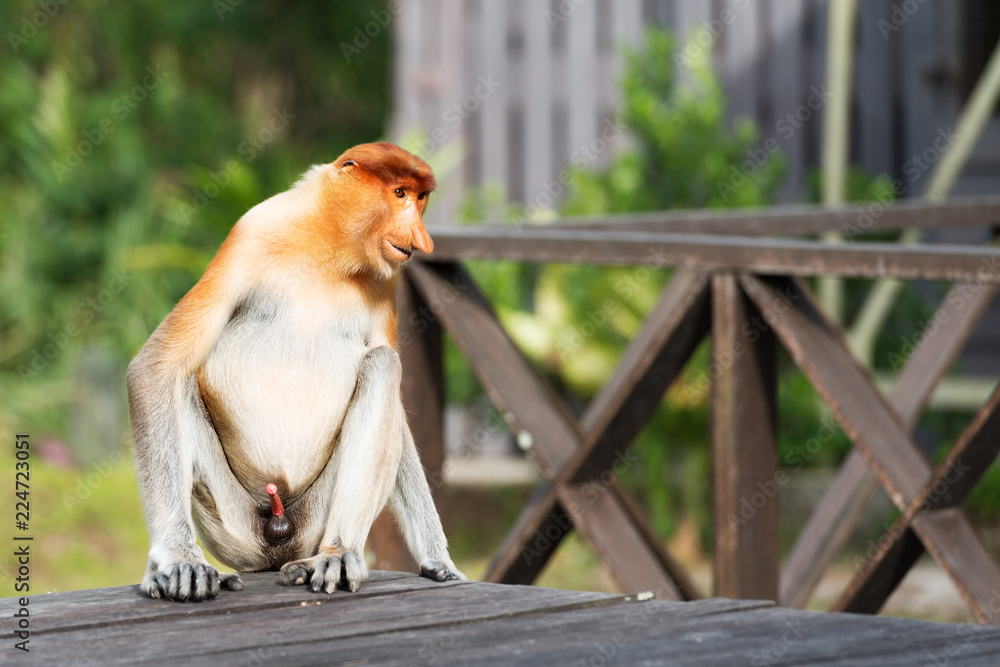 Proboscis Monkey, Nasalis Larvatus or long-nosed monkey, is a reddish-brown  arboreal Old World monkey that is endemic to the southeast island of  Borneo. Stock Photo | Adobe Stock