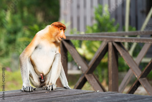 Proboscis Monkey, Nasalis Larvatus or long-nosed monkey, is a reddish-brown arboreal Old World monkey that is endemic to the southeast island of Borneo.