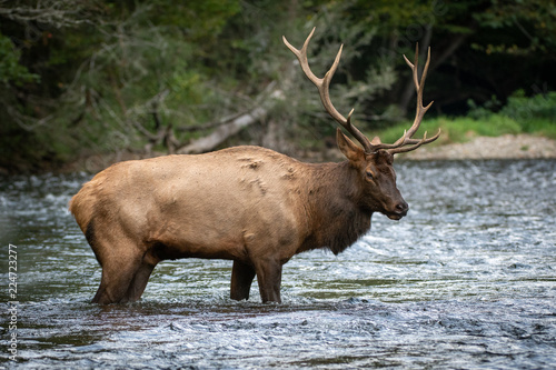 Elk in Forest River