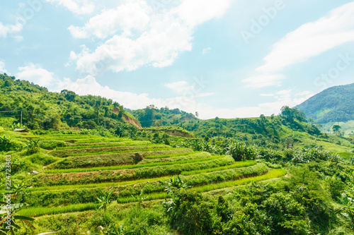 Rice fields in the mountain valley. Laos.
