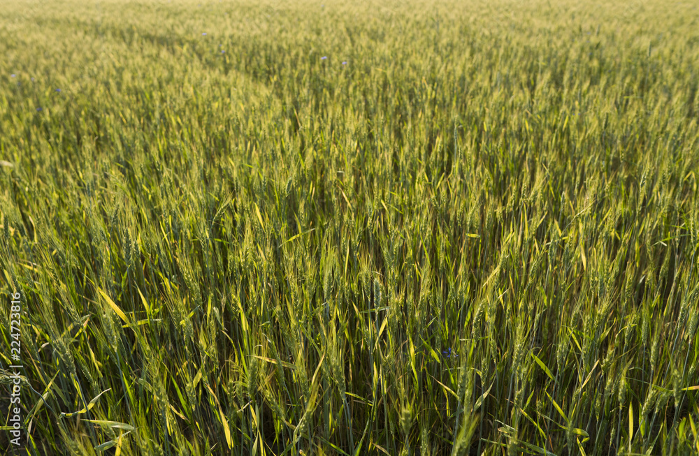 Young green wheat ears on a beautiful grain fields with a cloudy sky in a sunset. Ripening ears wheat. Agriculture. Growing a natural product. Young green wheat ears on a beautiful grain fields with a cloudy sky in a sunset. Ripening ears wheat. Agriculture. Growing a natural product.