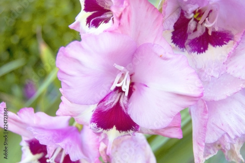 gladioli macro closeup