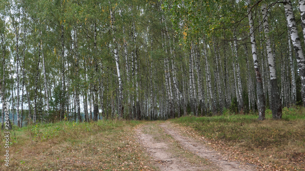 Fototapeta premium a path in a birch grove