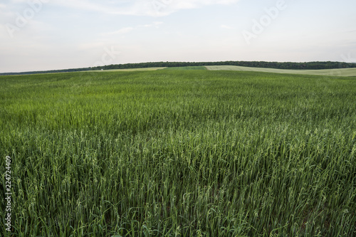 Green oat ears of wheat growing on the evening field in sunset. Agriculture. Nature product.