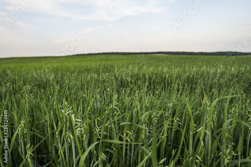 Green oat ears of wheat growing on the evening field in sunset. Agriculture. Nature product.